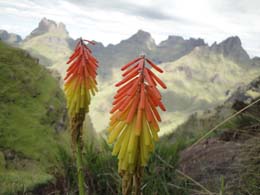 Kniphofia growing on the High Berg